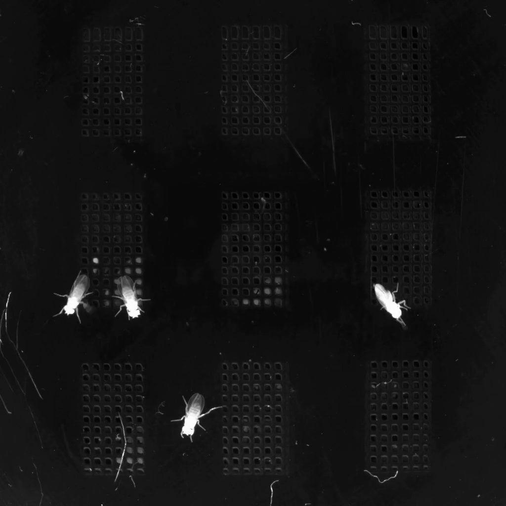 flies13