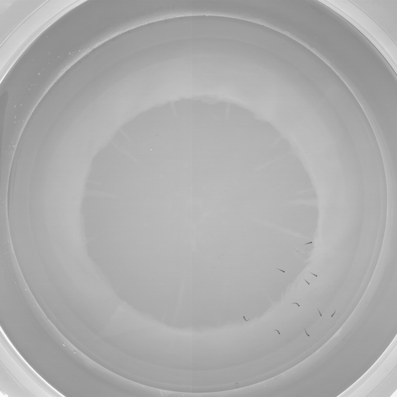 zebrafish10